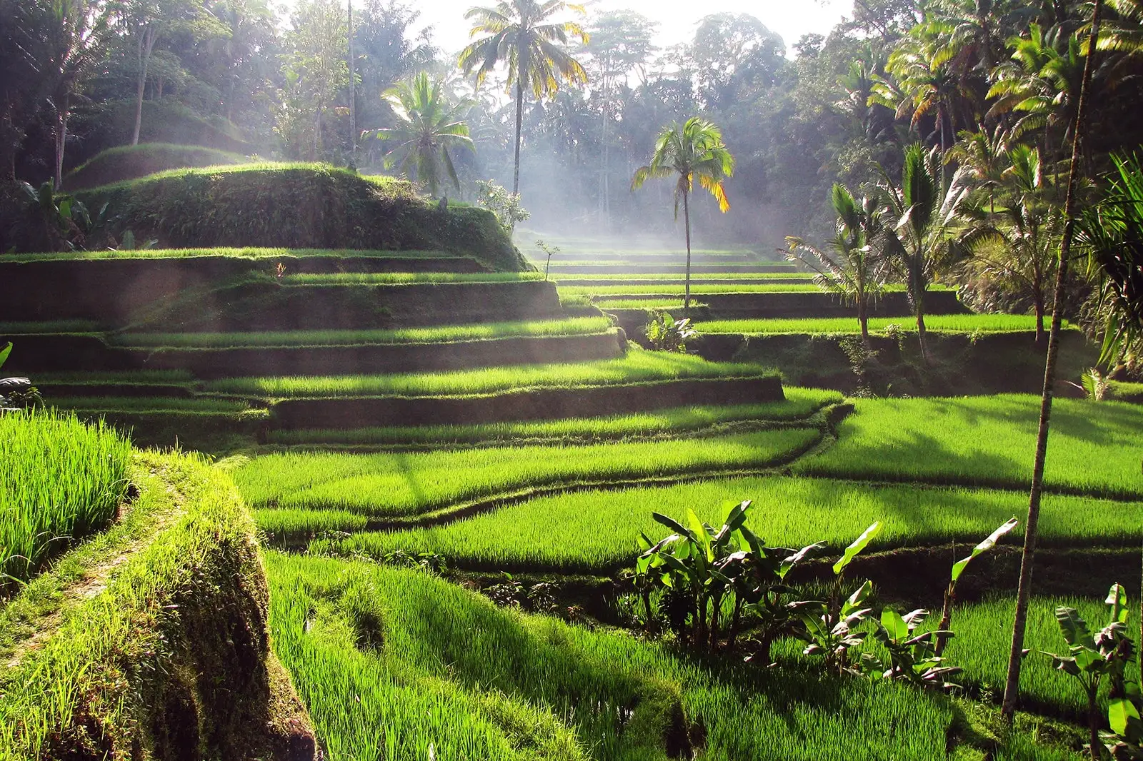 Destinations in Bali | ubud tour | Tegallalang rice terrace